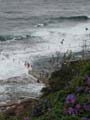 Coogee Baths